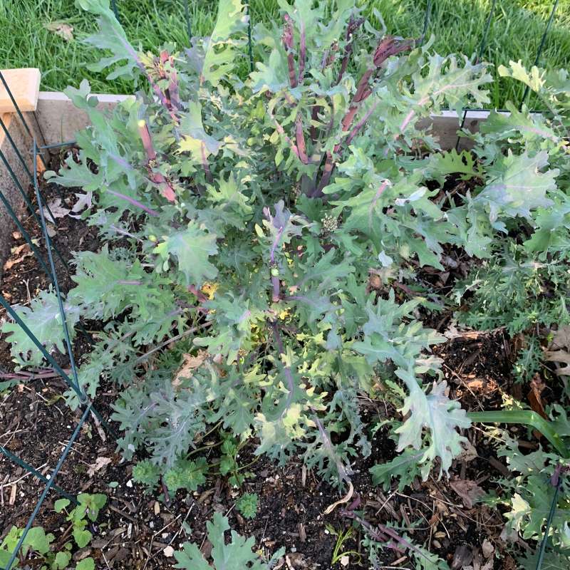 Kale growing in the Supper Sanity Garden
