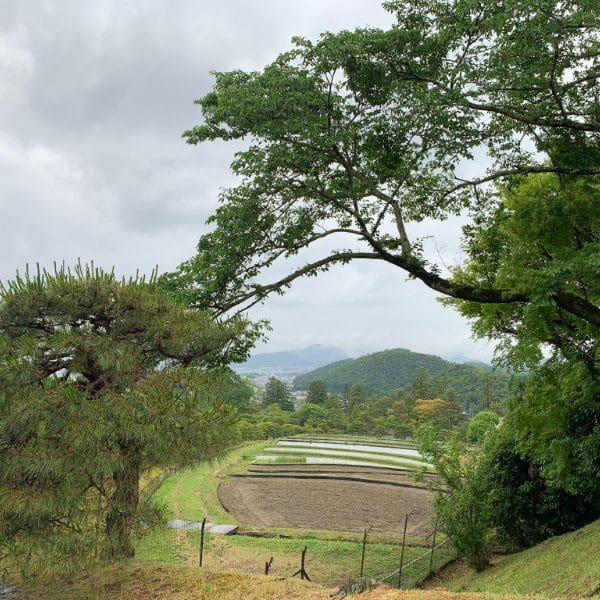 View of rice paddy in Kyoto Shugakuin Imperial Villa