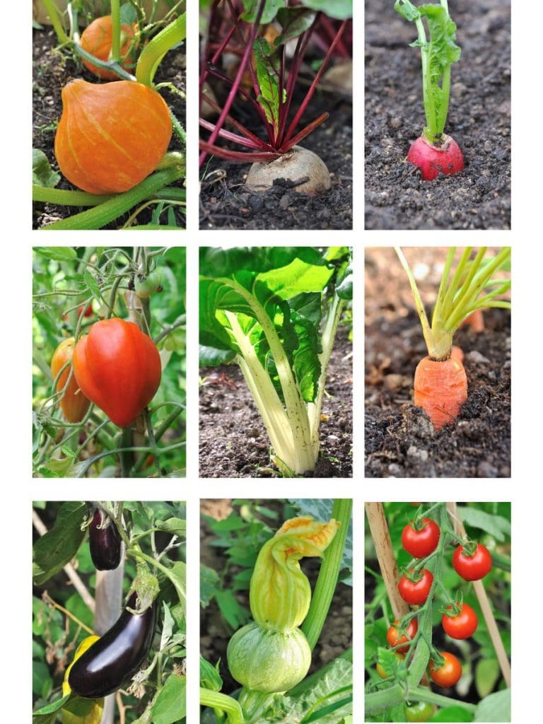 grow various vegetables in a garden to save money on groceries